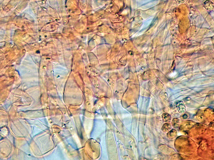 Crosta bianca da determinare  (Trechispora fastidiosa)
